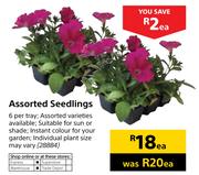 Assorted Seedlings-Each
