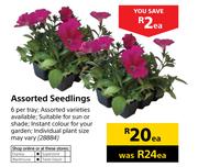 Assorted Seedlings-Each