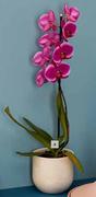 FS 120mm 1 Stem Phalaenopsis Plant
