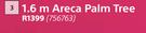 1.6m Areca Palm Tree