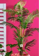1.6m Areca Palm Tree