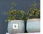 Ter Steege Shiny Blue Ryan Indoor Pot