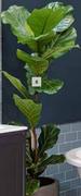 300mm Ficus Lyrata Pot