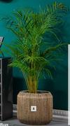 300mm Areca Bamboo Palm Pot