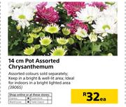 14cm Pot Assorted Chrysanthemum-Each