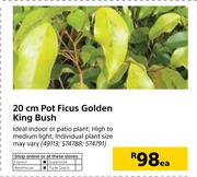 20cm Pot Ficus Golden King Bush-Each