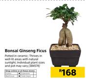 Bonsai Ginseng Ficus