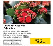 12cm Pot Assorted Calandiva-Each