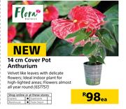 Flora 14cm Cover Pot Anthurium-Each