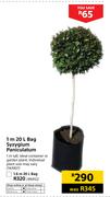 1.6m 20L Bag Syzygium Paniculatum