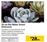 10cm Pot Water Smart Echeveria-Each