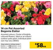 14cm Pot Assorted Begonia Elatior-Each