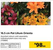 16.5cm Pot Lilium Orienta-Each