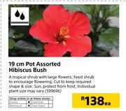 19cm Pot Assorted Hibiscus Bush-Each