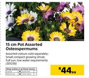 15cm Pot Assorted Osteospermums-Each