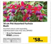 14cm Pot Assorted Fuchsia Bush-Each