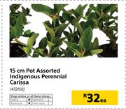 15cm Pot Indigenous Perennial Carissa-Each