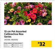 15cm Pot Calibrachoa Noa Series-Each