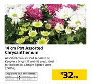 14cm Pot Chrysanthemum-Each