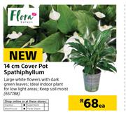 Flora 14cm Cover Pot Spathiphyllum-Each
