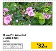 14cm Pot Diascia Elfjes-Each