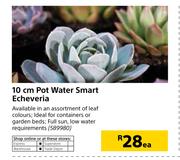 10cm Pot Water Smart Echeveria-Each
