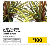 22cm Cordyline Dance Chacha PBR