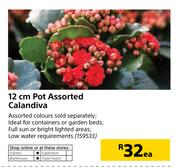 12cm Pot Calandiva-Each