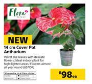 Flora 14cm Cover Anthurium-Each