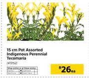 15cm Pot Indigenous Perennial Tecomaria-Each