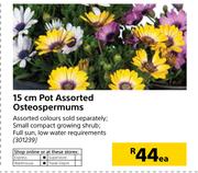 15cm Pot Assorted Osteospermums-Each