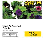 15cm Pot Petunia-Each
