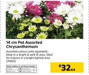 14cm Pot Chrysanthemum-Each