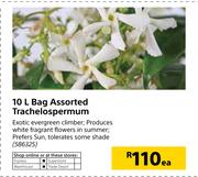 10Ltr Bag Assorted Trachelospermum-Each