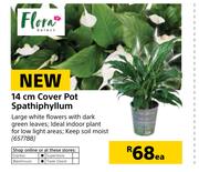 Flora 14cm Cover Pot Spathiphyllum-Each