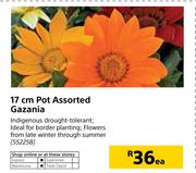17cm Pot Assorted Gazania