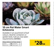 10cm Pot Water Smart Echeveria-Each