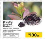 20cm Pot Assorted Blueberry-Each