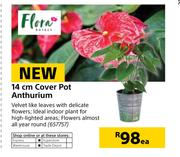 Flora 14cm Cover Pot Anthurium-Each