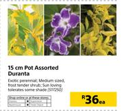 15cm Pot Assorted Duranta-Each