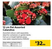12cm Pot Calandiva-Each