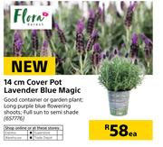 Flora 14cm Cover Pot Lavender Blue Magic-Each