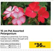 15cm Pot Assorted Pelargonium-Each