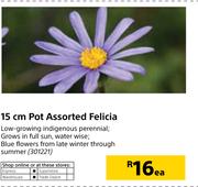 15cm Pot Assorted Felicia-Each