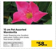 15cm Pot Assorted Mandevilla-Each