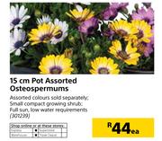 15cm Pot Osteospermums-Each