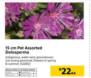 15cm Pot Assorted Delosperma-Each