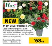 Flora 14cm Cover Pot Rose-Each