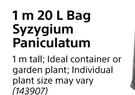 1m 20Ltr Bag Syzygium Paniculatum