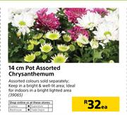 14cm Pot Assorted Chrysanthemum-Each